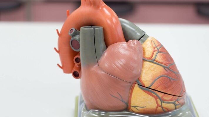 Kalbin Duvarını Oluşturan Katmanlar