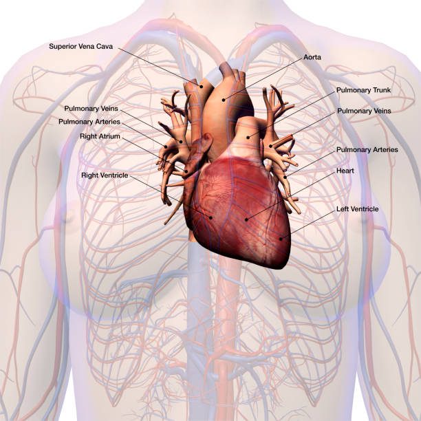 What is Pulmonary Artery?