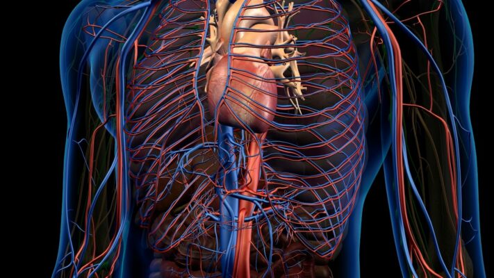 Aort Diseksiyonu Belirtileri ve Tedavisi