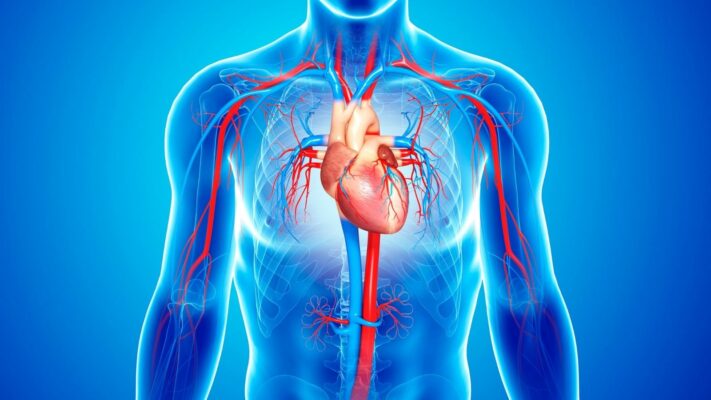 Dolasim Sistemi Nedir Dolasim Sistemi Hastaliklari Nelerdir